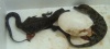 baby crocs